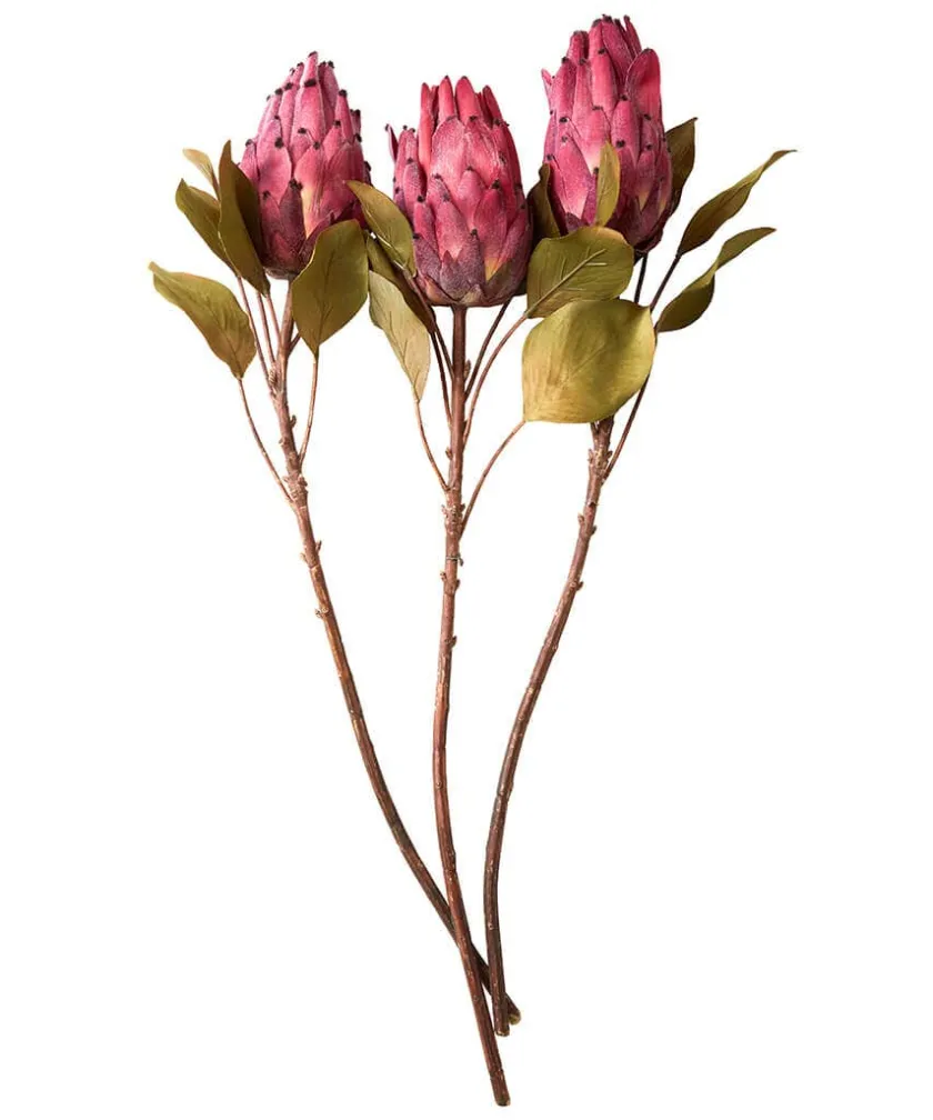 Joe Browns Pack Of 3 Pretty Protea Flower Stems- Floral Décor|Home Accessories