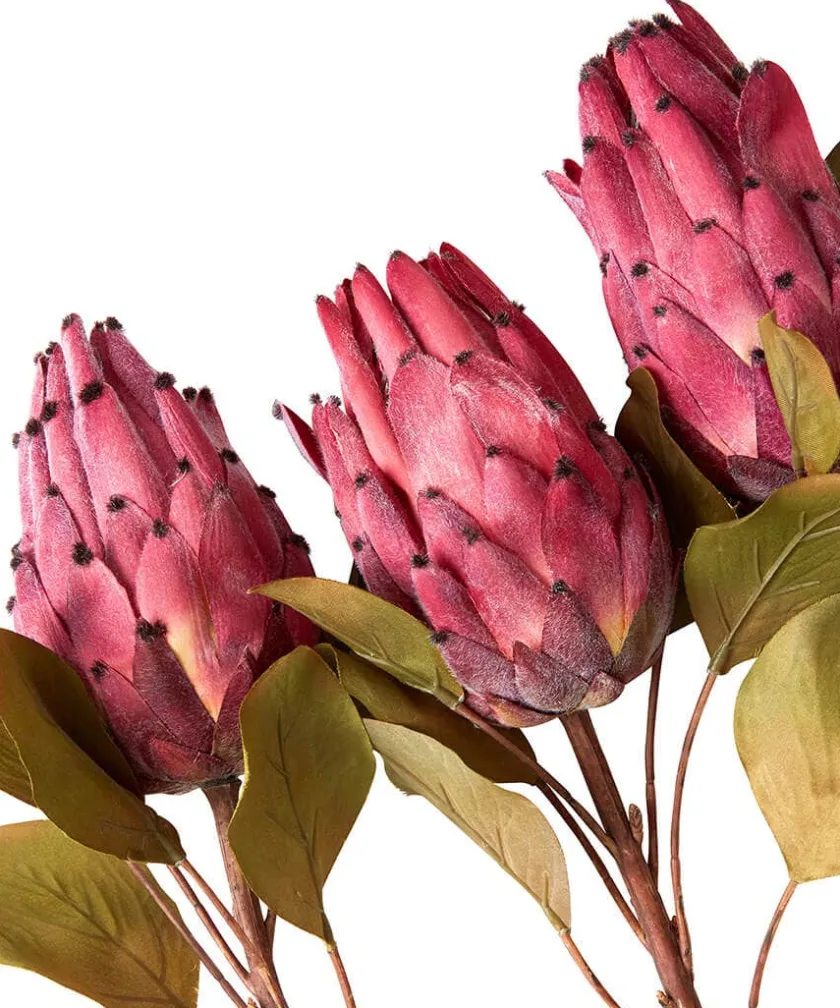 Joe Browns Pack Of 3 Pretty Protea Flower Stems- Floral Décor|Home Accessories