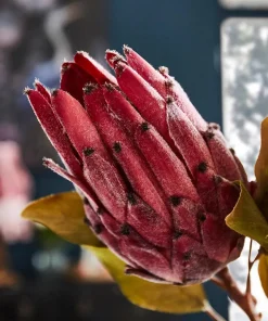 Joe Browns Pack Of 3 Pretty Protea Flower Stems- Floral Décor|Home Accessories