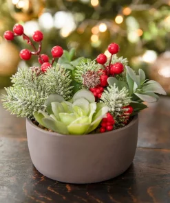 Joe Browns Tis The Season Succulent- Home Accessories|Christmas Homeware