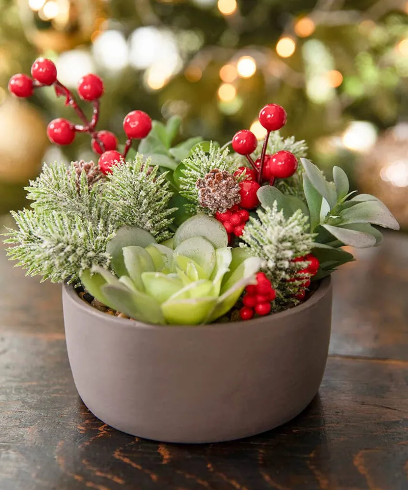 Joe Browns Tis The Season Succulent- Home Accessories|Christmas Homeware